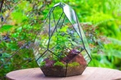 16" Large Teardrop Geometric Terrarium, Close 31 16" Large Teardrop Geometric Terrarium, Close -Ncyp Garden Sale Shop IMG 1393