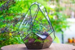 16" Large Teardrop Geometric Terrarium, Close 32 16" Large Teardrop Geometric Terrarium, Close -Ncyp Garden Sale Shop IMG 1394