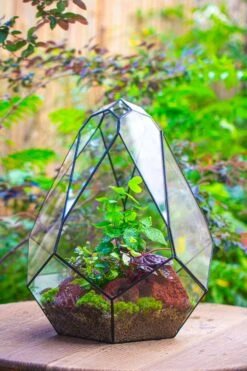 16" Large Teardrop Geometric Terrarium, Close 24 16" Large Teardrop Geometric Terrarium, Close -Ncyp Garden Sale Shop IMG 1395