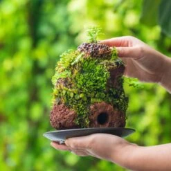 5-8cm Red Horticultural Lava Rock Volcanic Rock For Terrarium, Bonsai Landscape, 500g -Ncyp Garden Sale Shop IMG 1400 2