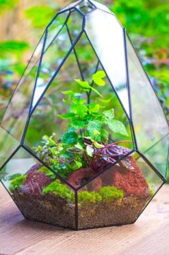 16" Large Teardrop Geometric Terrarium, Close 35 16" Large Teardrop Geometric Terrarium, Close -Ncyp Garden Sale Shop IMG 1402