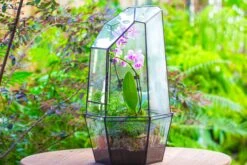 Large 2-Part 18.9" Tall Close Glass Terrarium For Orchid, Fern, Moss, Watertight 26 Large 2-Part 18.9" Tall Close Glass Terrarium For Orchid, Fern, Moss, Watertight -Ncyp Garden Sale Shop IMG 1410 727ba134 3031 4b9c a82d d7c0b57c2469
