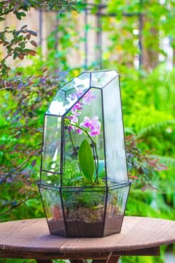 Large 2-Part 18.9" Tall Close Glass Terrarium For Orchid, Fern, Moss, Watertight 29 Large 2-Part 18.9" Tall Close Glass Terrarium For Orchid, Fern, Moss, Watertight -Ncyp Garden Sale Shop IMG 1411 6e96e1fb cdb7 4609 9239 1cedb3962525