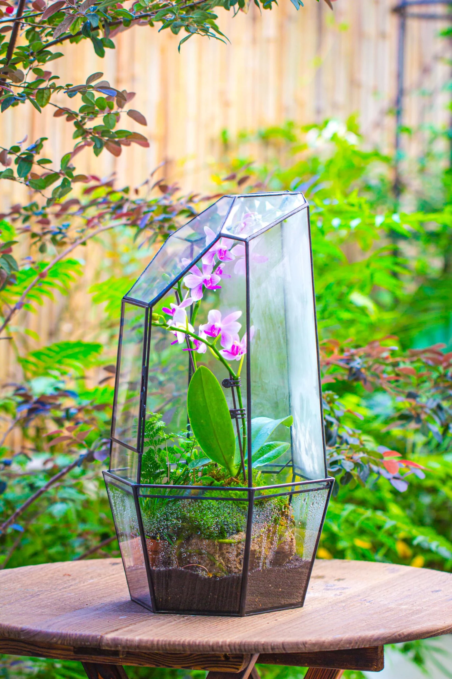 Large 2-Part 18.9" Tall Close Glass Terrarium For Orchid, Fern, Moss, Watertight 11 Large 2-Part 18.9" Tall Close Glass Terrarium For Orchid, Fern, Moss, Watertight - Image 11