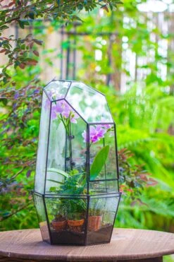 Large 2-Part 18.9" Tall Close Glass Terrarium For Orchid, Fern, Moss, Watertight 31 Large 2-Part 18.9" Tall Close Glass Terrarium For Orchid, Fern, Moss, Watertight -Ncyp Garden Sale Shop IMG 1413 7af887cb 15bf 4fbc 8100 93d157cf17be