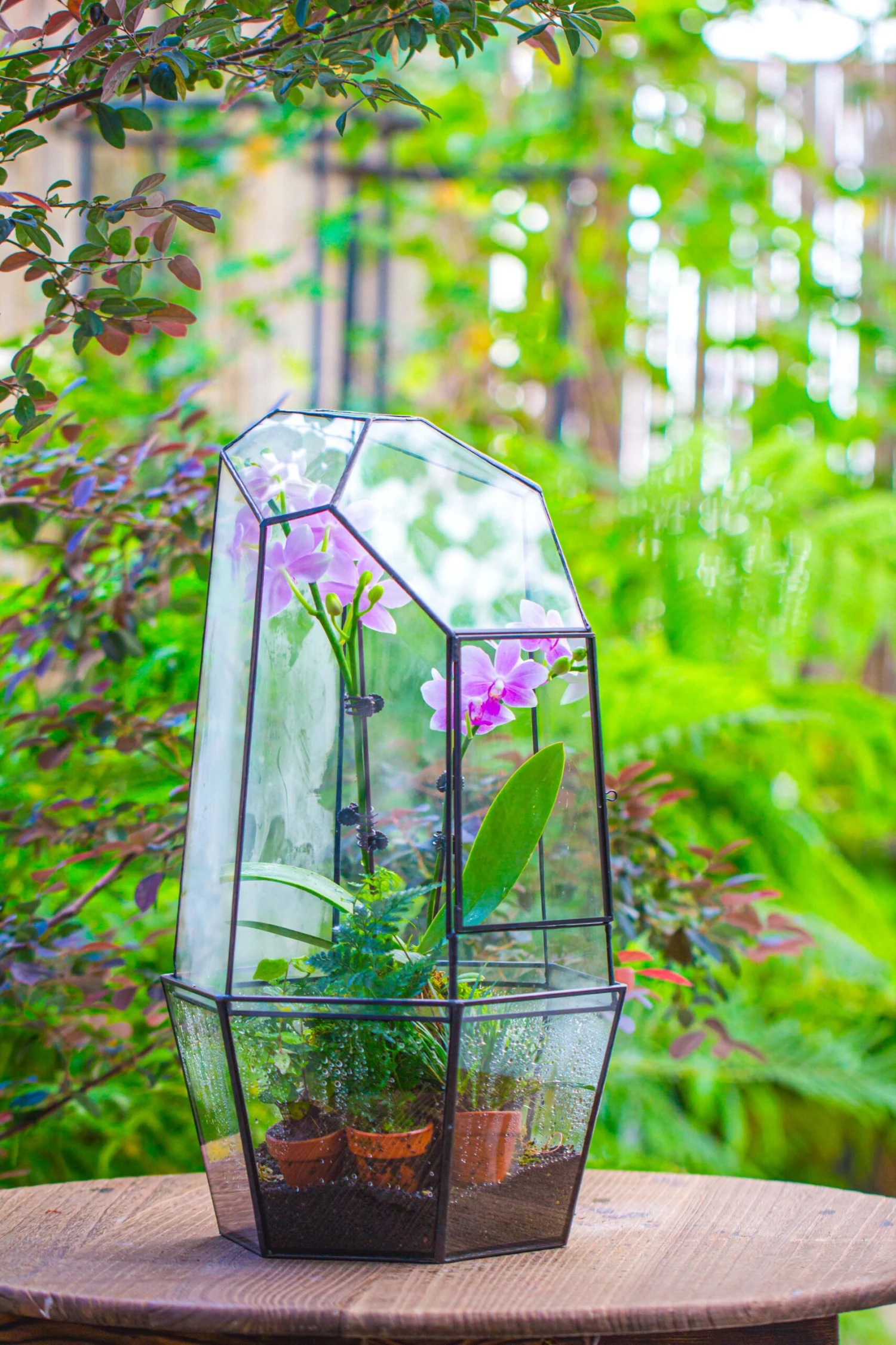 Large 2-Part 18.9" Tall Close Glass Terrarium For Orchid, Fern, Moss, Watertight 12 Large 2-Part 18.9" Tall Close Glass Terrarium For Orchid, Fern, Moss, Watertight - Image 12