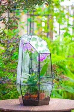 Large 2-Part 18.9" Tall Close Glass Terrarium For Orchid, Fern, Moss, Watertight 23 Large 2-Part 18.9" Tall Close Glass Terrarium For Orchid, Fern, Moss, Watertight -Ncyp Garden Sale Shop IMG 1414
