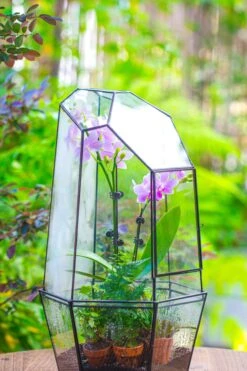 Large 2-Part 18.9" Tall Close Glass Terrarium For Orchid, Fern, Moss, Watertight 27 Large 2-Part 18.9" Tall Close Glass Terrarium For Orchid, Fern, Moss, Watertight -Ncyp Garden Sale Shop IMG 1415