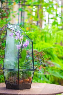 Large 2-Part 18.9" Tall Close Glass Terrarium For Orchid, Fern, Moss, Watertight 28 Large 2-Part 18.9" Tall Close Glass Terrarium For Orchid, Fern, Moss, Watertight -Ncyp Garden Sale Shop IMG 1416