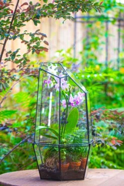 Large 2-Part 18.9" Tall Close Glass Terrarium For Orchid, Fern, Moss, Watertight 33 Large 2-Part 18.9" Tall Close Glass Terrarium For Orchid, Fern, Moss, Watertight -Ncyp Garden Sale Shop IMG 1421