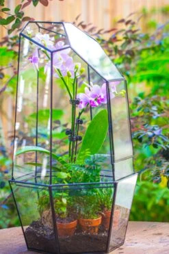 Large 2-Part 18.9" Tall Close Glass Terrarium For Orchid, Fern, Moss, Watertight 34 Large 2-Part 18.9" Tall Close Glass Terrarium For Orchid, Fern, Moss, Watertight -Ncyp Garden Sale Shop IMG 1422