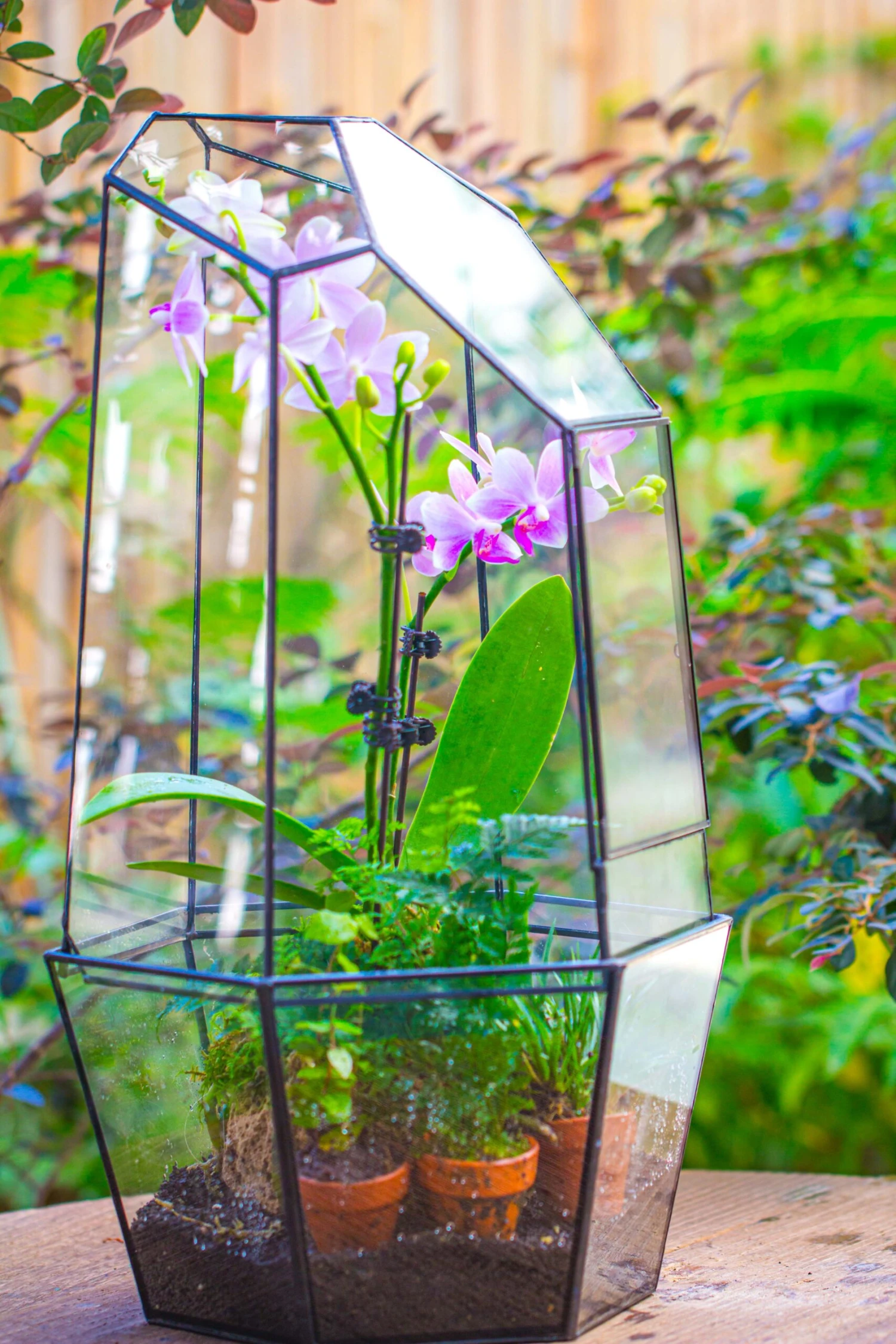 Large 2-Part 18.9" Tall Close Glass Terrarium For Orchid, Fern, Moss, Watertight 15 Large 2-Part 18.9" Tall Close Glass Terrarium For Orchid, Fern, Moss, Watertight - Image 15