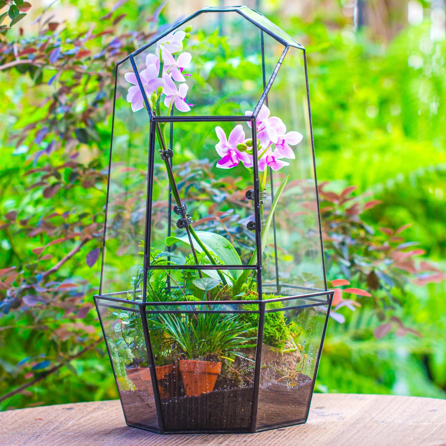 Large 2-Part 18.9" Tall Close Glass Terrarium For Orchid, Fern, Moss, Watertight 6 Large 2-Part 18.9" Tall Close Glass Terrarium For Orchid, Fern, Moss, Watertight - Image 6
