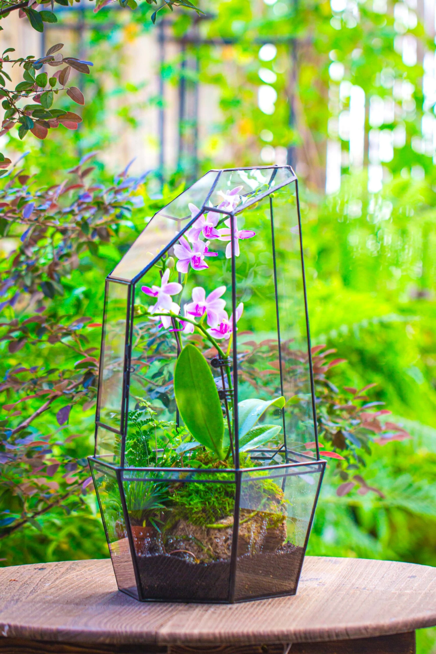 Large 2-Part 18.9" Tall Close Glass Terrarium For Orchid, Fern, Moss, Watertight 13 Large 2-Part 18.9" Tall Close Glass Terrarium For Orchid, Fern, Moss, Watertight - Image 13