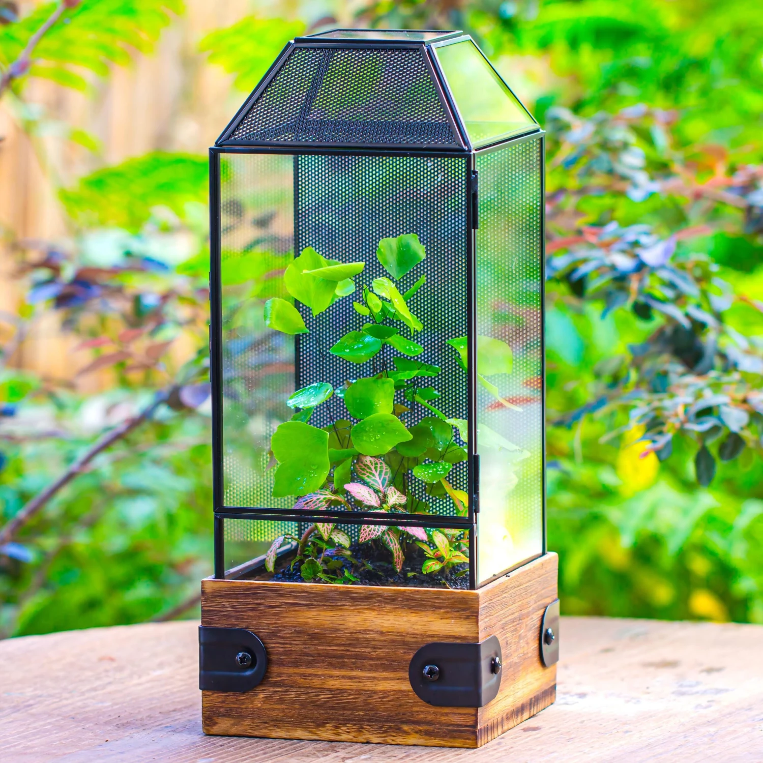 Handmade Glass Terrarium With Wood Base, Geometric Jumping Spider Enclosure, With Mesh Vent, For Plants, Snail, Insects 1 Handmade Glass Terrarium With Wood Base, Geometric Jumping Spider Enclosure, With Mesh Vent, For Plants, Snail, Insects