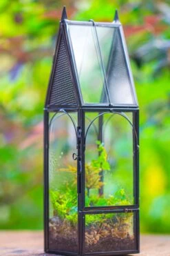 Mini Tall House Shape Jumping Spider Terrarium 24 Mini Tall House Shape Jumping Spider Terrarium -Ncyp Garden Sale Shop IMG 1448