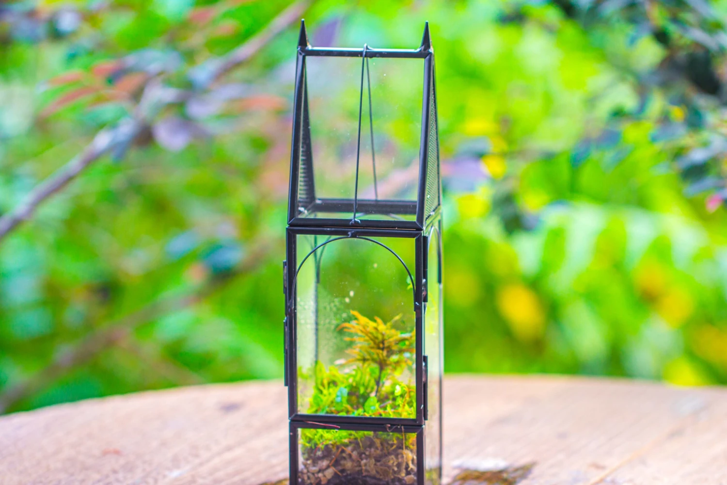 Mini Tall House Shape Jumping Spider Terrarium 11 Mini Tall House Shape Jumping Spider Terrarium - Image 11