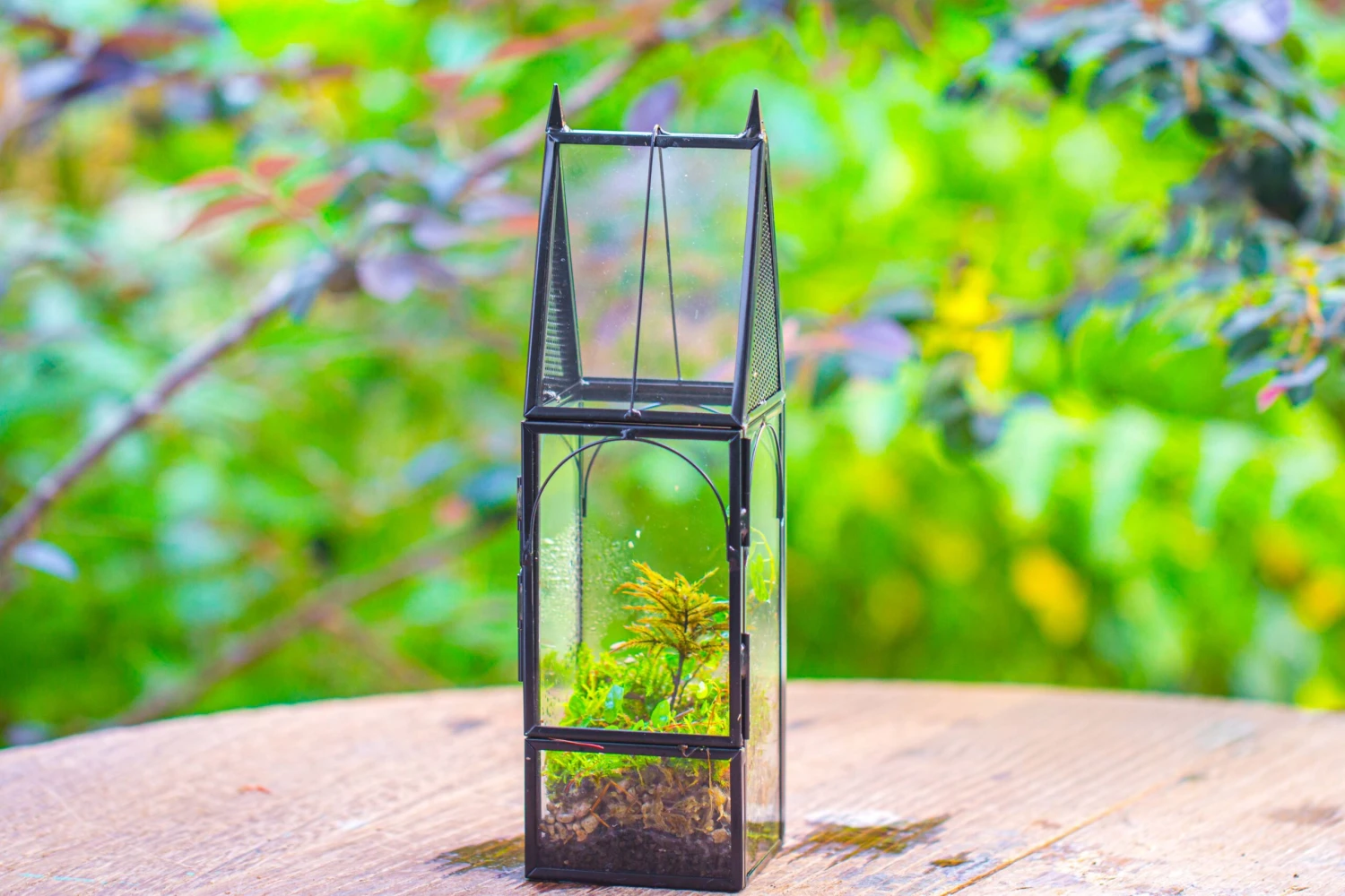 Mini Tall House Shape Jumping Spider Terrarium 12 Mini Tall House Shape Jumping Spider Terrarium - Image 12