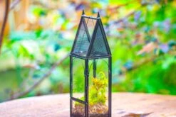 Mini Tall House Shape Jumping Spider Terrarium 33 Mini Tall House Shape Jumping Spider Terrarium -Ncyp Garden Sale Shop IMG 1456