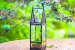 Mini Tall House Shape Jumping Spider Terrarium 28 Mini Tall House Shape Jumping Spider Terrarium -Ncyp Garden Sale Shop IMG 1457