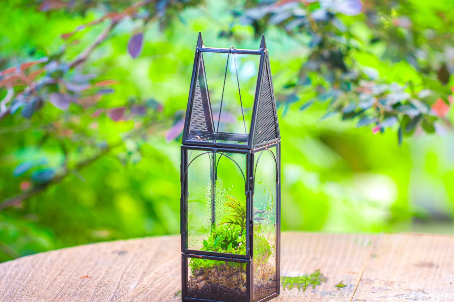 Mini Tall House Shape Jumping Spider Terrarium 9 Mini Tall House Shape Jumping Spider Terrarium - Image 9