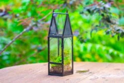 Mini Tall House Shape Jumping Spider Terrarium 35 Mini Tall House Shape Jumping Spider Terrarium -Ncyp Garden Sale Shop IMG 1458