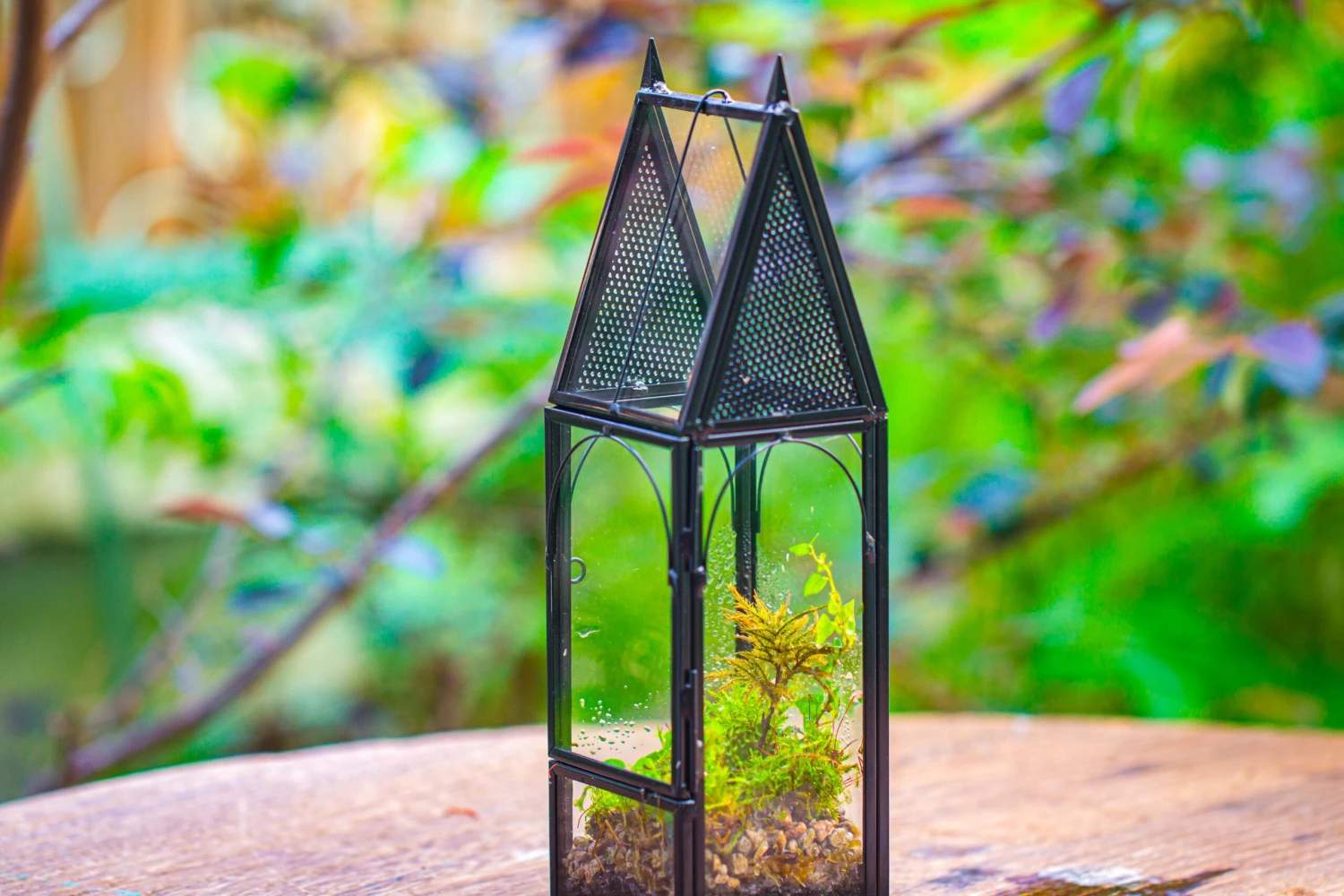 Mini Tall House Shape Jumping Spider Terrarium 17 Mini Tall House Shape Jumping Spider Terrarium - Image 17