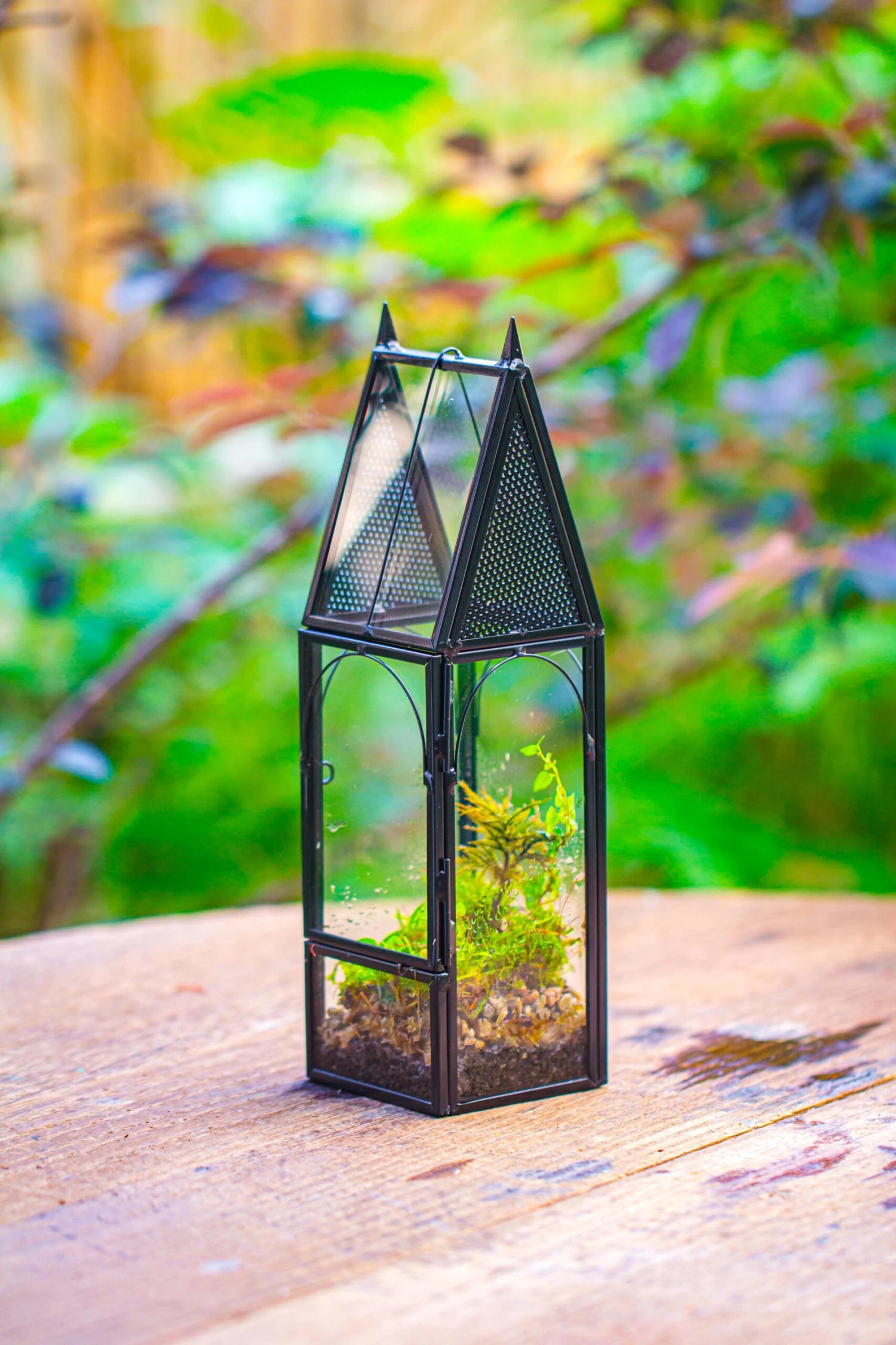 Mini Tall House Shape Jumping Spider Terrarium 19 Mini Tall House Shape Jumping Spider Terrarium - Image 19