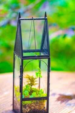 Mini Tall House Shape Jumping Spider Terrarium 39 Mini Tall House Shape Jumping Spider Terrarium -Ncyp Garden Sale Shop IMG 1462