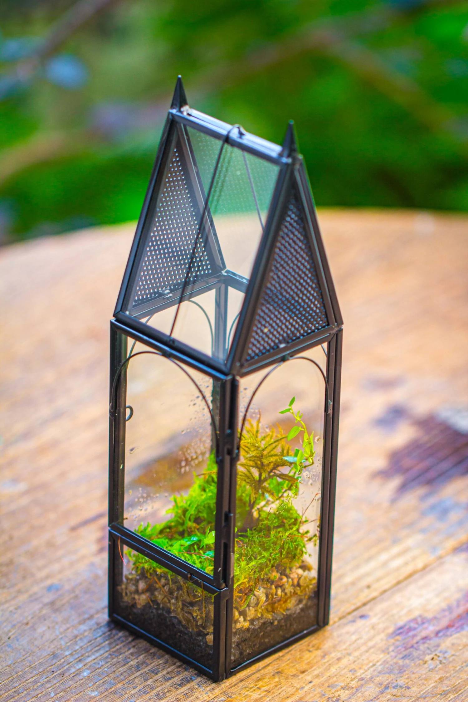 Mini Tall House Shape Jumping Spider Terrarium 15 Mini Tall House Shape Jumping Spider Terrarium - Image 15