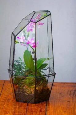 Large 2-Part 18.9" Tall Close Glass Terrarium For Orchid, Fern, Moss, Watertight 22 Large 2-Part 18.9" Tall Close Glass Terrarium For Orchid, Fern, Moss, Watertight -Ncyp Garden Sale Shop IMG 1489