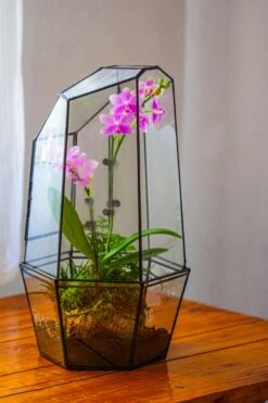 Large 2-Part 18.9" Tall Close Glass Terrarium For Orchid, Fern, Moss, Watertight 39 Large 2-Part 18.9" Tall Close Glass Terrarium For Orchid, Fern, Moss, Watertight -Ncyp Garden Sale Shop IMG 1490