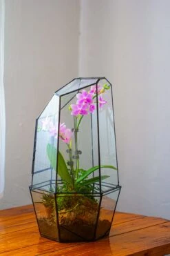 Large 2-Part 18.9" Tall Close Glass Terrarium For Orchid, Fern, Moss, Watertight 38 Large 2-Part 18.9" Tall Close Glass Terrarium For Orchid, Fern, Moss, Watertight -Ncyp Garden Sale Shop IMG 1493