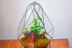 16" Large Teardrop Geometric Terrarium, Close 38 16" Large Teardrop Geometric Terrarium, Close -Ncyp Garden Sale Shop IMG 1502
