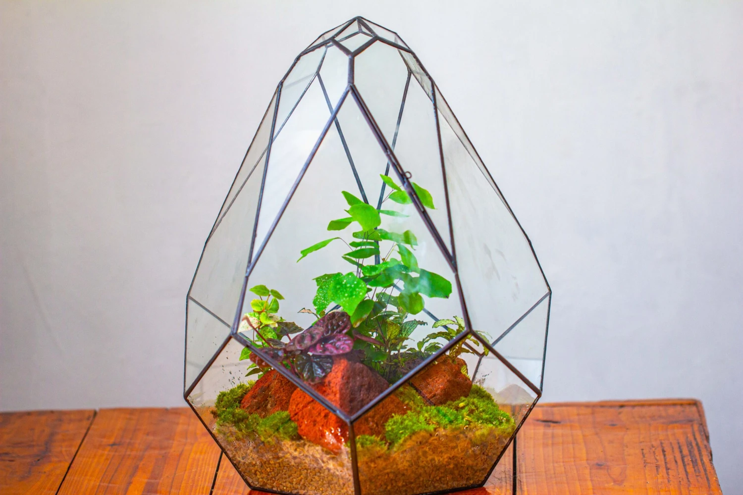 16" Large Teardrop Geometric Terrarium, Close 19 16" Large Teardrop Geometric Terrarium, Close - Image 19