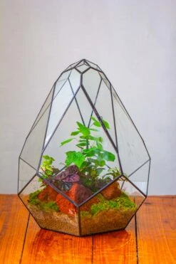 16" Large Teardrop Geometric Terrarium, Close 39 16" Large Teardrop Geometric Terrarium, Close -Ncyp Garden Sale Shop IMG 1503 1