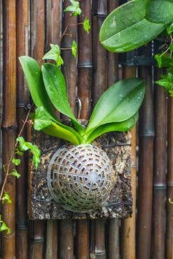 Environment Friendly Detachable Plastic Ball For Easy Moss Ball, Hanging Planters, Wall Mounted Planting Idea, Suitable For Orchid, Staghorn Fern 30 Sets -Ncyp Garden Sale Shop IMG 1503