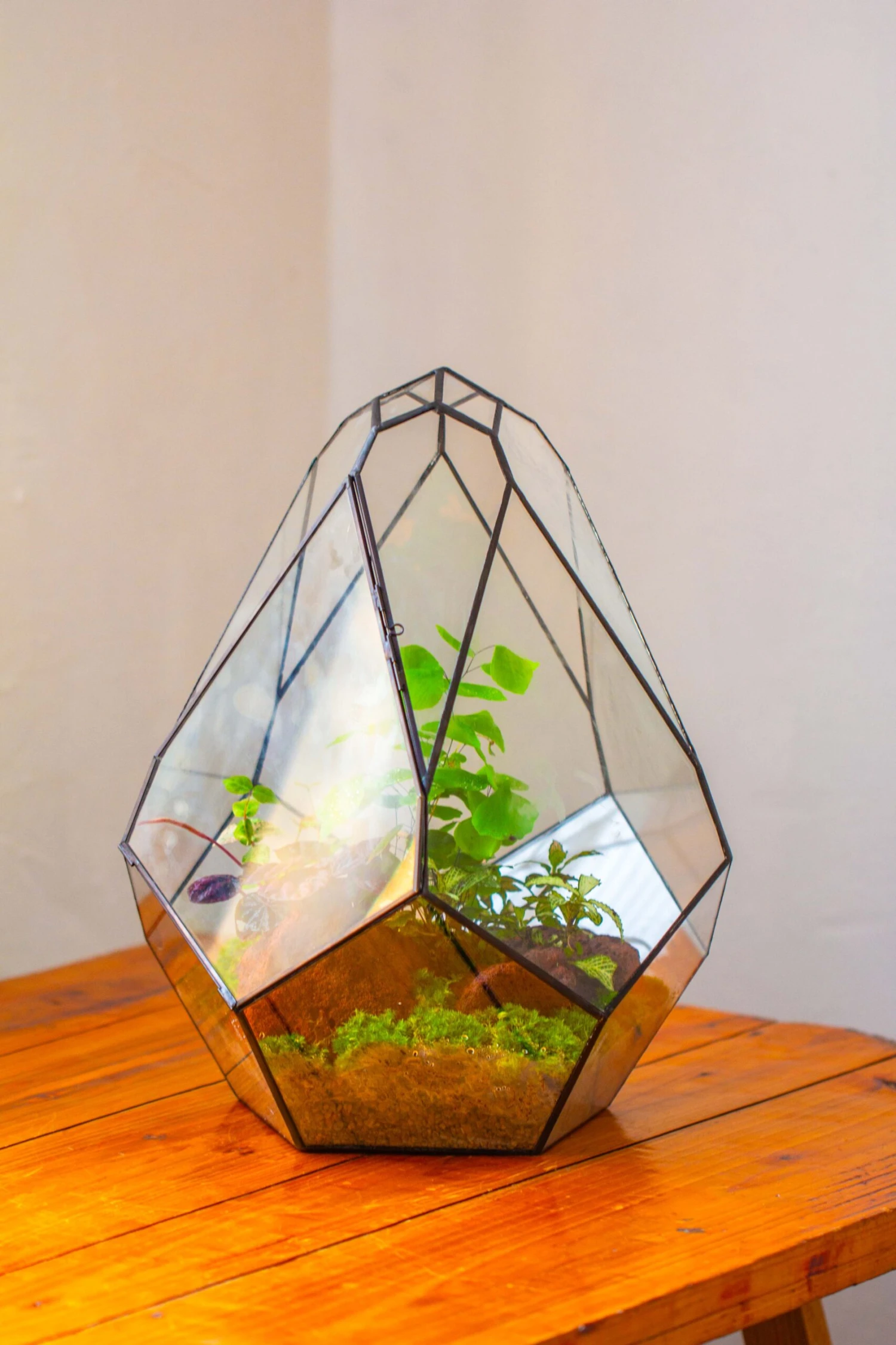 16" Large Teardrop Geometric Terrarium, Close 18 16" Large Teardrop Geometric Terrarium, Close - Image 18