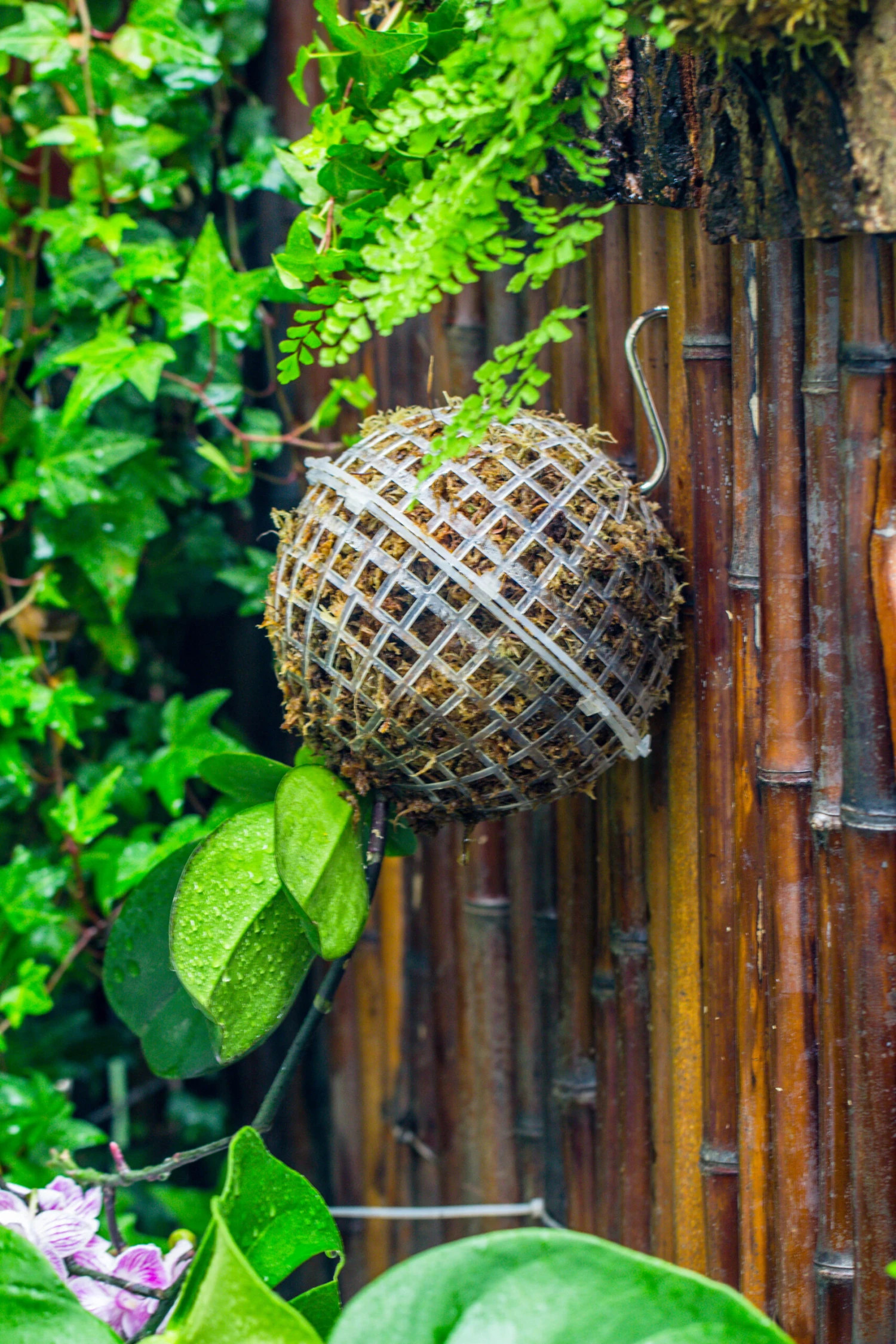 Dried Moss, 24L For DIY, Terrarium Building, Microlandscape, Orchid, Fern, Vertical Gardening 20 Dried Moss, 24L For DIY, Terrarium Building, Microlandscape, Orchid, Fern, Vertical Gardening - Image 20