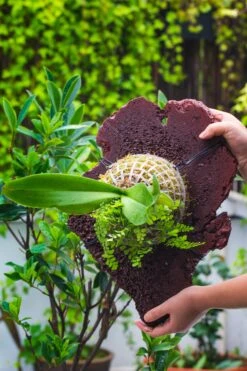 Environment Friendly Detachable Plastic Ball For Easy Moss Ball, Hanging Planters, Wall Mounted Planting Idea, Suitable For Orchid, Staghorn Fern 30 Sets -Ncyp Garden Sale Shop IMG 1529