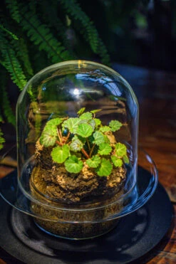 Natural Limestone Rock For Moss, Bonsai, Hydroponic Planting, 500-700G -Ncyp Garden Sale Shop IMG 1585 0654866b 0e1c 44b5 b2ed f5d2d3941575