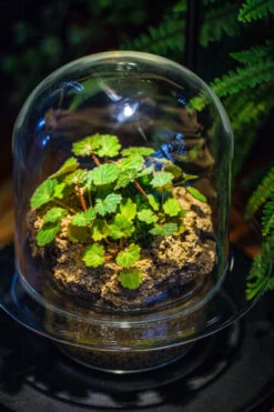 Natural Limestone Rock For Moss, Bonsai, Hydroponic Planting, 500-700G -Ncyp Garden Sale Shop IMG 1586