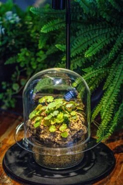 Natural Limestone Rock For Moss, Bonsai, Hydroponic Planting, 500-700G -Ncyp Garden Sale Shop IMG 1588 793c1813 ebb6 49b9 9467 1d01b813c0cc