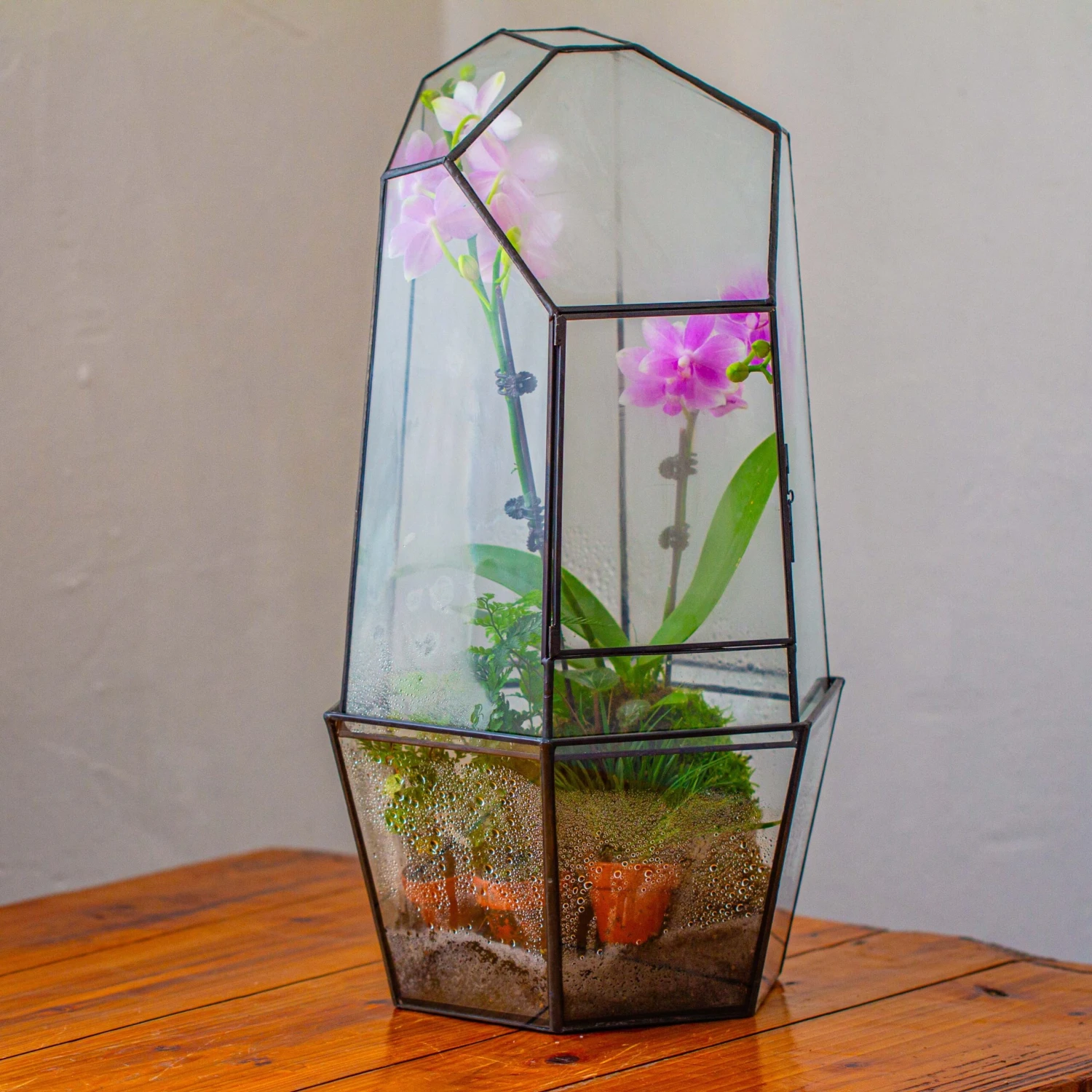 Large 2-Part 18.9" Tall Close Glass Terrarium For Orchid, Fern, Moss, Watertight 1 Large 2-Part 18.9" Tall Close Glass Terrarium For Orchid, Fern, Moss, Watertight