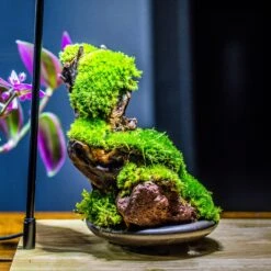 20x30cm Multiple Pieces Live Dry Leucobryum Moss, Cushion Moss Will Regreen, For Terrarium, Micro Landscape -Ncyp Garden Sale Shop IMG 1597 3eb72cfe 934a 4f9e a5d4 69ca8b742cf1