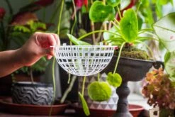 Environment Friendly Detachable Plastic Ball For Easy Moss Ball, Hanging Planters, Wall Mounted Planting Idea, Suitable For Orchid, Staghorn Fern 30 Sets -Ncyp Garden Sale Shop IMG 1626