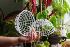 Environment Friendly Detachable Plastic Ball For Easy Moss Ball, Hanging Planters, Wall Mounted Planting Idea, Suitable For Orchid, Staghorn Fern 30 Sets -Ncyp Garden Sale Shop IMG 1630