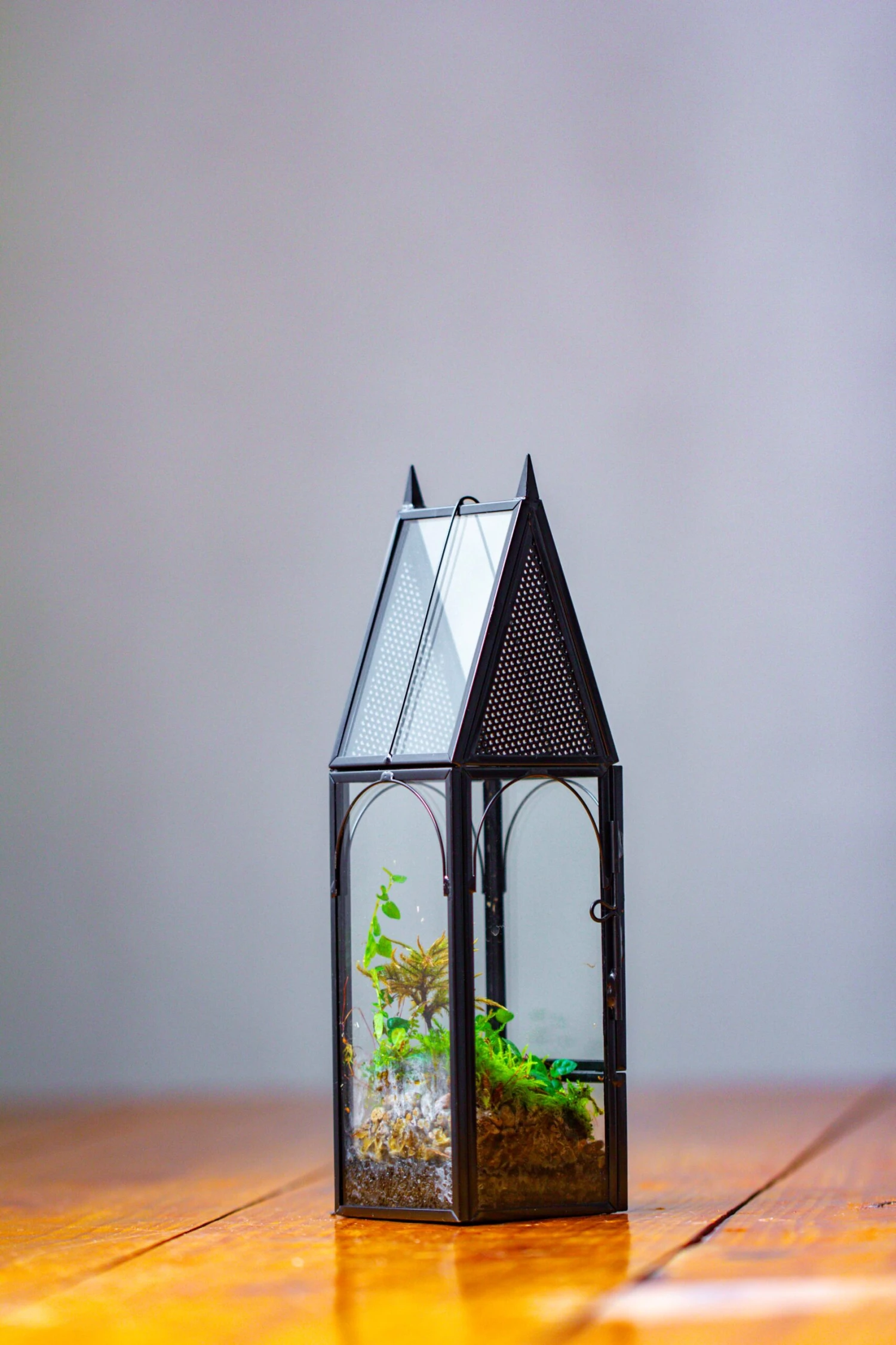 Mini Tall House Shape Jumping Spider Terrarium 2 Mini Tall House Shape Jumping Spider Terrarium - Image 2