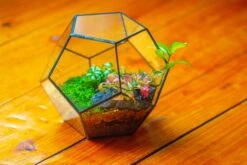 Handmade Silver Black Various Size Pentagon Glass Geometric Terrarium For Succulents Airplants Cacti -Ncyp Garden Sale Shop IMG 1800