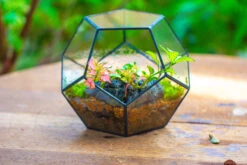 Handmade Silver Black Various Size Pentagon Glass Geometric Terrarium For Succulents Airplants Cacti -Ncyp Garden Sale Shop IMG 1801
